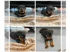 Rottweiler PUPPY FOR SALE ADN-613972 - AKC Rottweiler