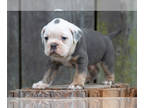 Olde English Bulldogge PUPPY FOR SALE ADN-614109 - Olde English Bulldog puppies