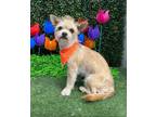 Adopt Remi a Terrier, Mixed Breed