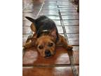 Adopt Tomato a Brussels Griffon