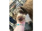 Adopt Ohmar a Wirehaired Terrier