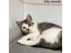 Adopt Icky Woods / Hanceville FD (M) a Domestic Short Hair