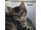 Adopt Baxter / Clover (M) a Domestic Long Hair