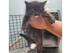 Adopt Sweety a Domestic Short Hair