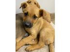 Adopt Horace a Mixed Breed