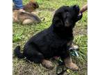 Adopt Atwater a German Shepherd Dog