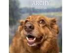 Adopt ARCHY a Labrador Retriever