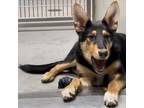 Adopt COLETTE a Collie, German Shepherd Dog