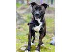 Adopt Lucy a Pit Bull Terrier
