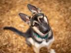 Adopt ARIEL* a German Shepherd Dog