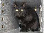 Adopt NICKY a Domestic Short Hair