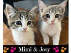 Adopt Mimi & Josy (dog, cat, kid friendly) a Tabby, Dilute Calico