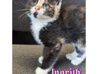 Adopt Ingrith a Domestic Short Hair