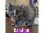 Adopt Kamilah a Domestic Long Hair