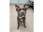 Adopt Radio a Pit Bull Terrier, Mixed Breed