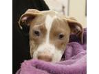 Adopt Chutney a Parson Russell Terrier, Mixed Breed