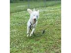 Adopt Lulu 41108A a Siberian Husky