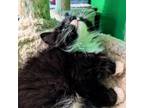 Adopt French Fry a Domestic Long Hair