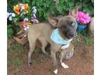 Adopt CRISPY 409289 OneBlueEye! a Terrier