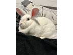 Adopt Mandy a Bunny Rabbit