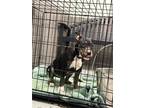 Adopt A069222 a Pit Bull Terrier