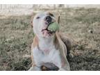 Adopt Norma a Staffordshire Bull Terrier