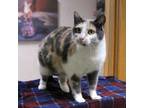 Adopt Chessie a Dilute Calico