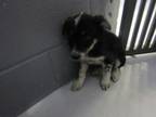 Adopt 83787 a Border Collie, Mixed Breed