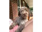 Adopt Cheeto a Standard Poodle, Bluetick Coonhound