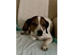 Adopt Mylie the Senior Beagle! a Beagle