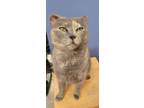 Adopt Cinnamon - $40 and FREE Gift Bag a Scottish Fold, Dilute Calico