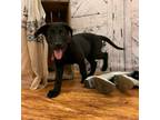 Adopt Perdita a Black Labrador Retriever