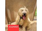 Adopt Diamond a Wheaten Terrier