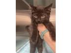 Adopt Wicca a Domestic Long Hair, Domestic Short Hair