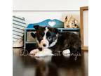 Cardigan Welsh Corgi Puppy for sale in Phelan, CA, USA