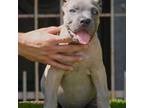 Cane Corso Puppy for sale in Unknown, , USA