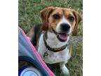 Adopt Hershey a Beagle