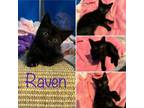 Adopt Raven a Domestic Medium Hair