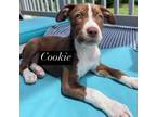 Adopt Cookie a Beagle, Labrador Retriever
