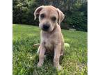 Adopt Sugar a Beagle, Labrador Retriever