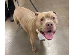 Adopt SPHEAL a American Staffordshire Terrier, Mixed Breed