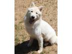 Adopt KELSO a Siberian Husky, Mixed Breed