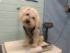 Adopt NELLY a Poodle