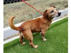 Adopt ROSCOE a Dachshund, Parson Russell Terrier