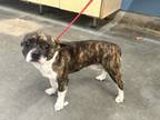 Adopt OLLIE a Boston Terrier, Mixed Breed