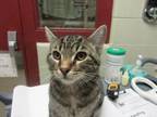 Adopt BRAVE LITTLE TOASTER a Domestic Short Hair