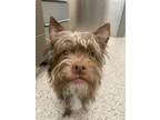 Adopt ARTHUR a Yorkshire Terrier, Mixed Breed