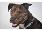 Adopt COOPER a Pit Bull Terrier, Mixed Breed