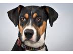Adopt ARLO a Greater Swiss Mountain Dog