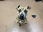Adopt Callyope a Tan/Yellow/Fawn American Pit Bull Terrier / Mixed dog in
